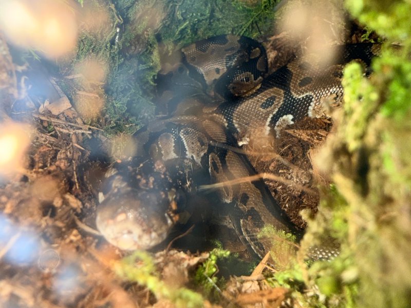 Looking for p*** videos shots  image 2